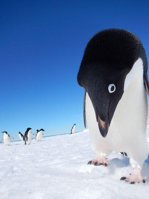 استخدام کارآگاه برای پنگوئن ها!